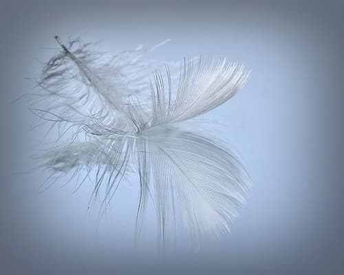 USA, Washington State, Seabeck. Close-up of floating feather in water. Art Print